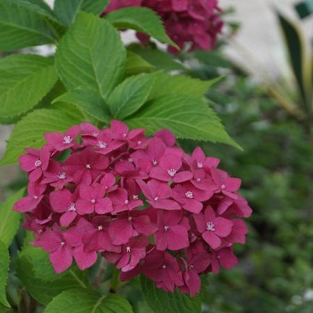 Olesya Guesthouse ชูวาเนคอนต์สกี ภายนอก รูปภาพ
